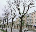 "Мёртвая улица": в центре Южно-Сахалинска деревья внезапно "облысели"