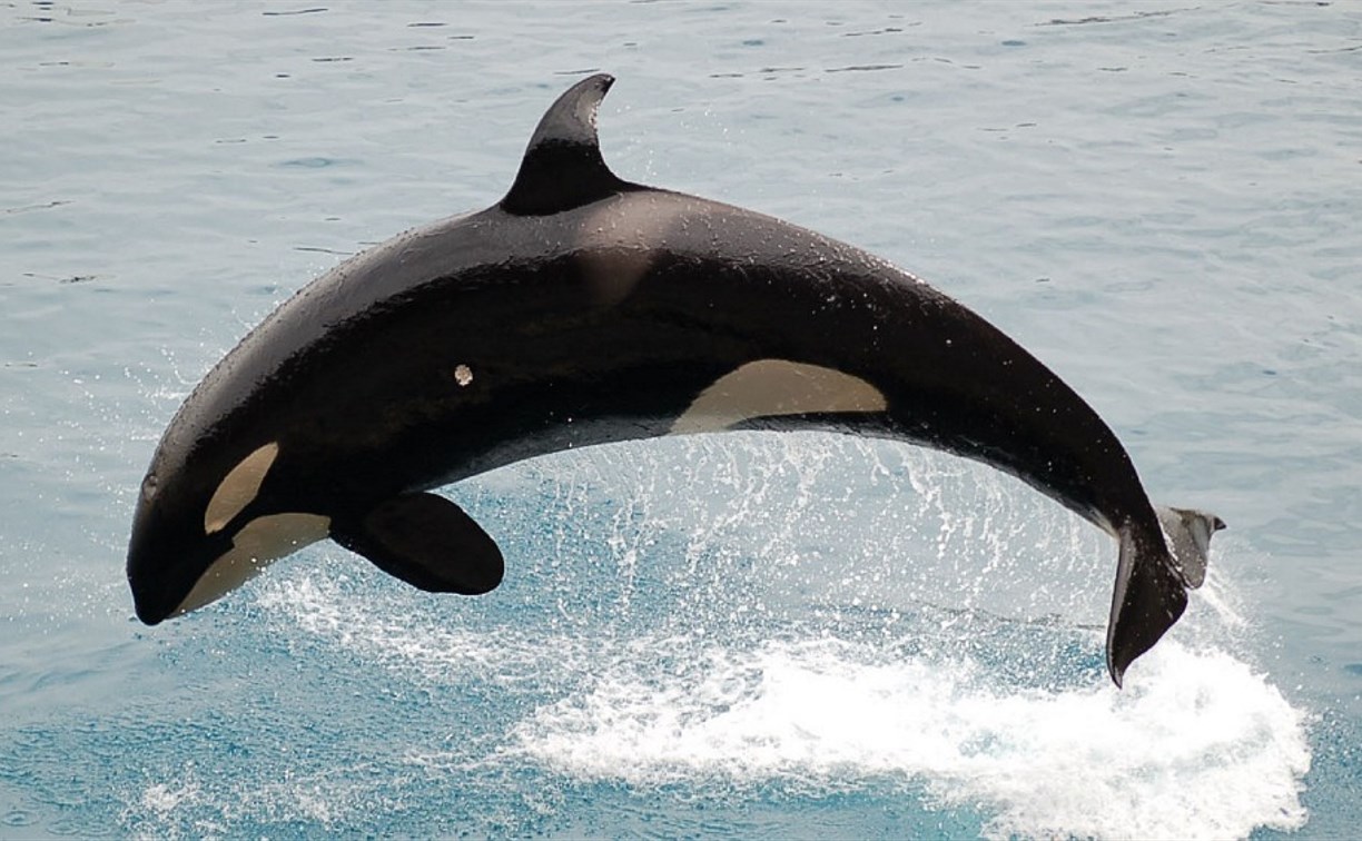 Ученые из 9 стран обратились в Росприроднадзор с просьбой не одобрять улов китообразных на 2020 год