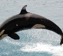 Ученые из 9 стран обратились в Росприроднадзор с просьбой не одобрять улов китообразных на 2020 год