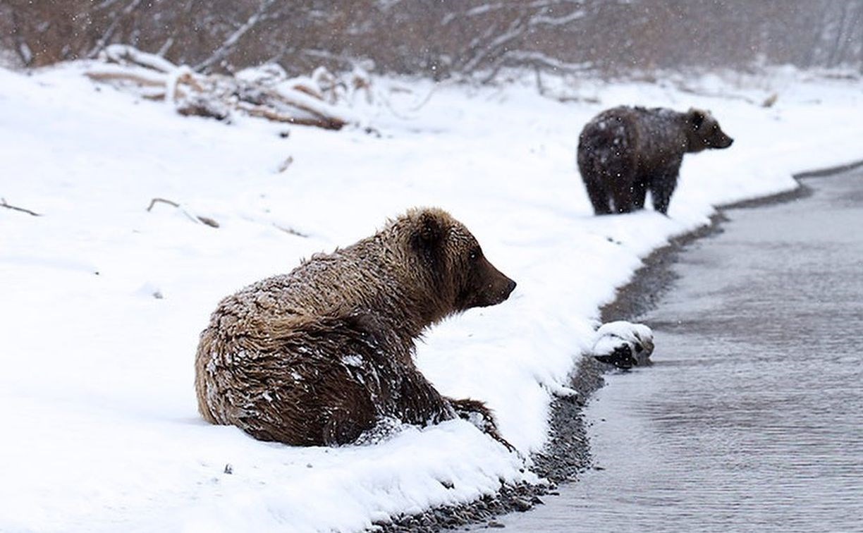 Медитирующий медведь оказался родом с Камчатки
