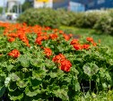 Южно-Сахалинск расцветает: как преображаются улицы и скверы города. Фоторепортаж