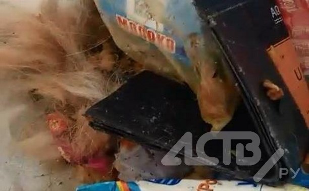 Очевидцы: в Красногорске у больницы нашли шерсть и кровь съеденной собаки