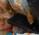 Очевидцы: в Красногорске у больницы нашли шерсть и кровь съеденной собаки