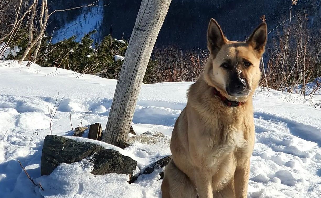 На Сахалине собака Юля провела туристов по редкому зимнему маршруту