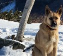 На Сахалине собака Юля провела туристов по редкому зимнему маршруту