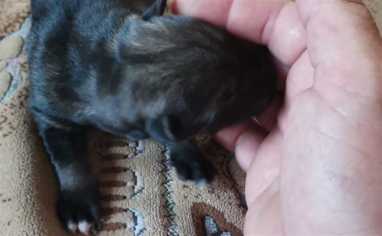 Новорождённого щенка спас сахалинец из мусорного бака