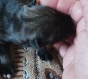 Новорождённого щенка спас сахалинец из мусорного бака