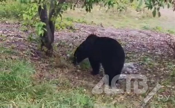 Медведи пришли за урожаем в СНТ в Корсаковском районе