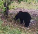 Медведи пришли за урожаем в СНТ в Корсаковском районе