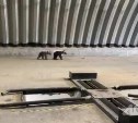 Не застрелили, а сбили: подробности гибели медведицы на Курилах, чьи детёныши остались одни