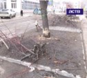 Вандалы вырубили сирень в одном из дворов Южно-Сахалинска