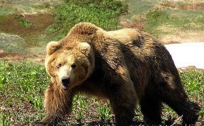 Охота на бурого медведя в Сахалинской области открывается с 1 августа 