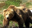 Охота на бурого медведя в Сахалинской области открывается с 1 августа 