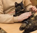 Попавшую в капкан бездомную кошку привезли на урок добра в школу Южно-Сахалинска