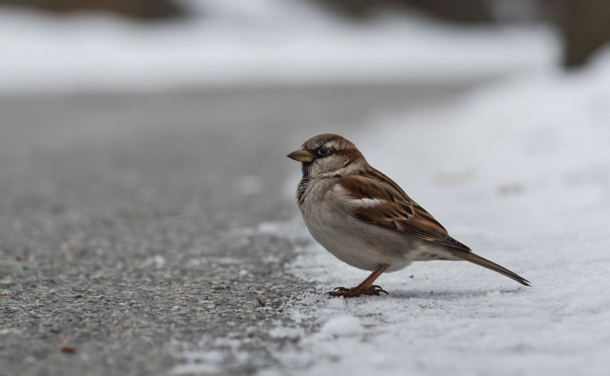 Туман и небольшой дождь: синоптики рассказали, чего ждать от погоды на юге Сахалина 30 марта
