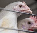 Тысячи кур-несушек погибли на птицефабрике на Сахалине после масштабного отключения света
