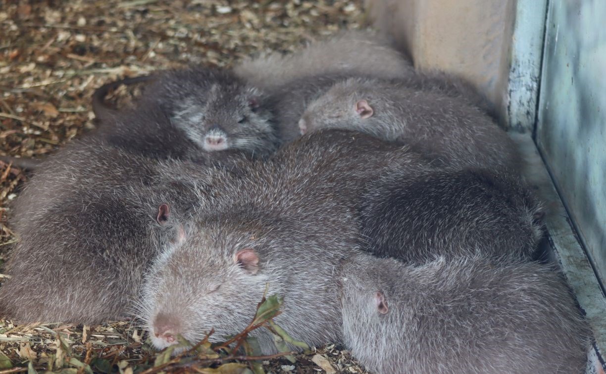 Трое мышебобров создали семью во время карантина на Сахалине