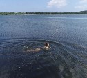 Сахалинские депутаты попросили федеральных денег на спасение Тунайчи