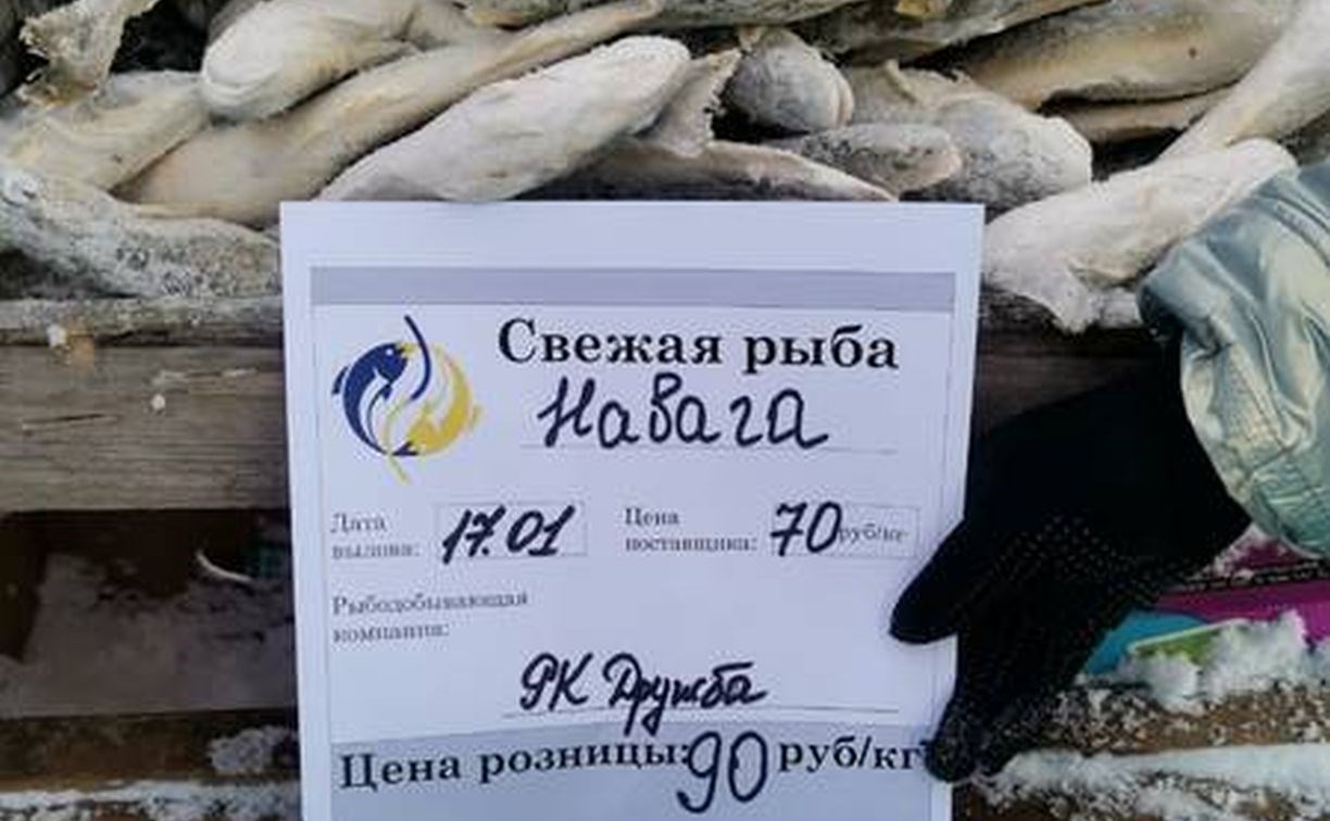 Морозы на Сахалине помогают рыбакам экономить свет: навага замерзает на улице за считанные часы