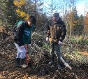 Свыше 930 гектаров леса высадили с начала года в Сахалинской области