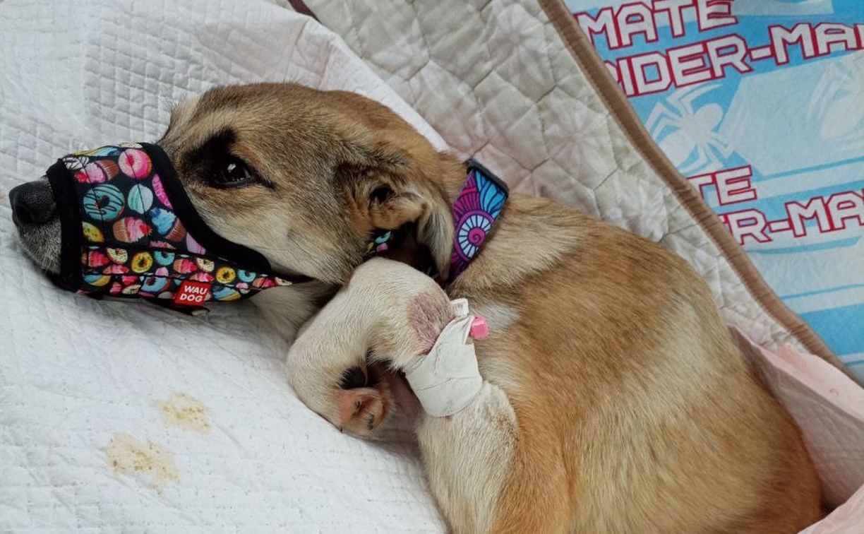 "Панически всего боится": сбитого скорой помощью щенка выписали из клиники и перевезли в Поронайск