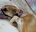 "Панически всего боится": сбитого скорой помощью щенка выписали из клиники и перевезли в Поронайск