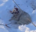 "Даже мужчины боялись смотреть": на Сахалине спасли пса с дикой рубленой раной на голове и без уха