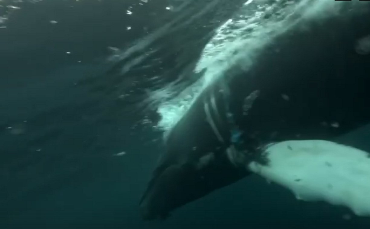 Сахалинские спасатели в открытом море нашли горбатого кита Станислава, запутавшегося в сетях