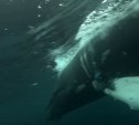 Сахалинские спасатели в открытом море нашли горбатого кита Станислава, запутавшегося в сетях