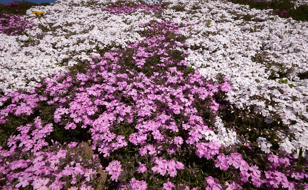 Тысячи цветов высаживают у стелы на перекрестке Ленина-Пуркаева в Южно-Сахалинске