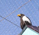 Как гадать по птичьему помёту: подсказки от сахалинского зоопарка