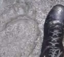 "Уже всё, в парке ходят": житель Южно-Сахалинска предупредил о медведях