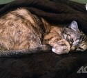 Отопление отключат 30 октября в некоторых детсадах, школах и домах Южно-Сахалинска