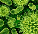 Как не подхватить кишечную инфекцию в любимое время года микробов (памятка)
