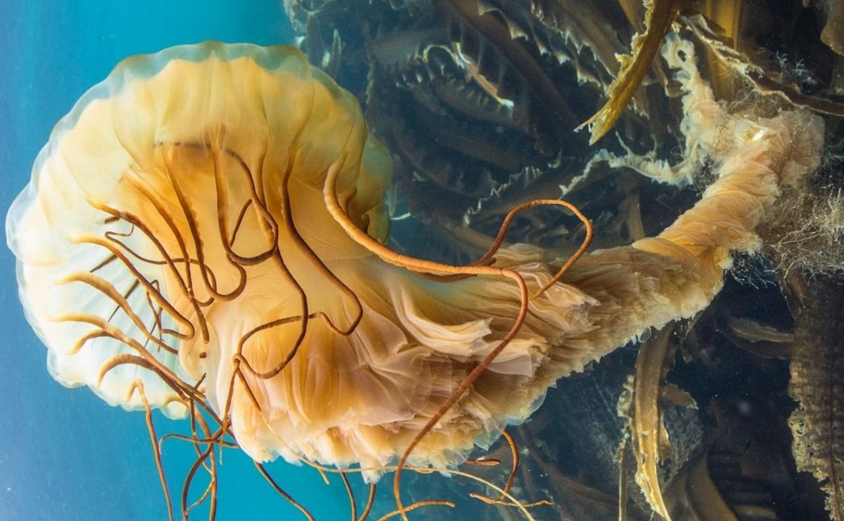 Известный подводный фотограф заснял на Сахалине медузу с четырехметровым хвостом
