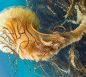 Известный подводный фотограф заснял на Сахалине медузу с четырехметровым хвостом