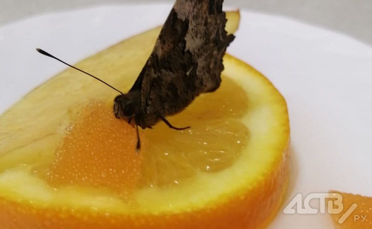 Бабочка прилетела в детсад Южно-Сахалинска в разгар зимы и уснула на апельсине