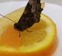 Бабочка прилетела в детсад Южно-Сахалинска в разгар зимы и уснула на апельсине