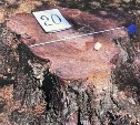За срубленные деревья директор парка Южно-Сахалинска получил выговор