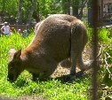 Юная кенгуру в сахалинском зоопарке вылезла из материнской сумки и впервые показалась людям
