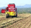 В Сахалинской области завершилась уборка картофеля