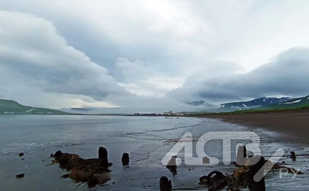 Два медведя синхронно прошлись по берегу моря на Курилах