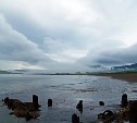 Два медведя синхронно прошлись по берегу моря на Курилах