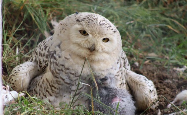В сахалинском зоопарке впервые появился на свет птенец полярной совы