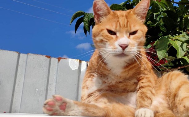 Сахалинка сняла на видео сторожевых котов, держащих в страхе уличных собак