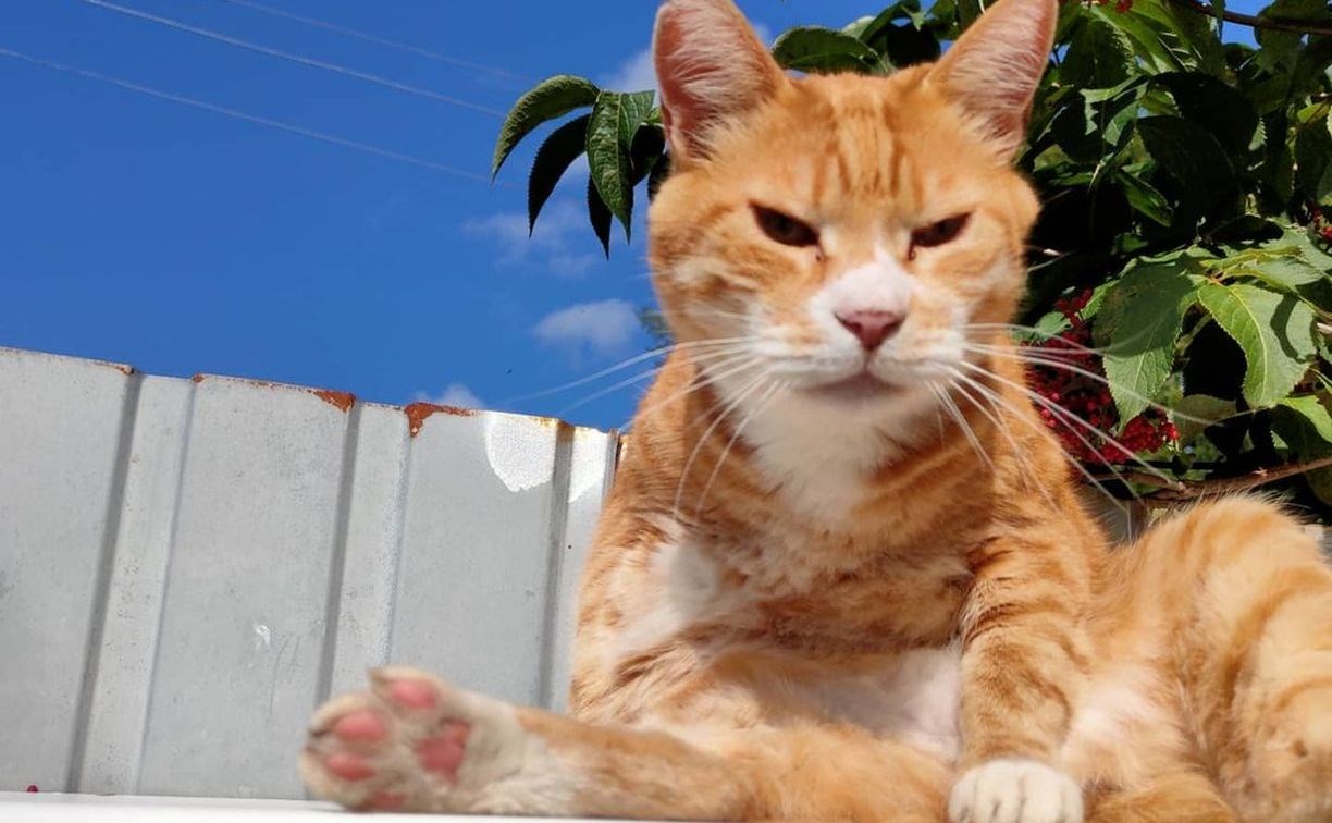 Сахалинка сняла на видео сторожевых котов, держащих в страхе уличных собак