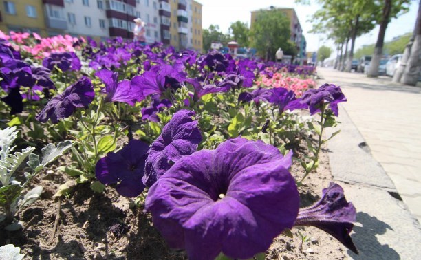 В этом сезоне в Южно-Сахалинске высадят почти 330 тысяч цветов В этом сезоне в Южно-Сахалинске высадят почти 330 тысяч цветов