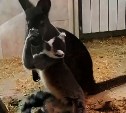 Лемур, воспитанный кенгуру, переедет на Сахалин из Комсомольска-на-Амуре
