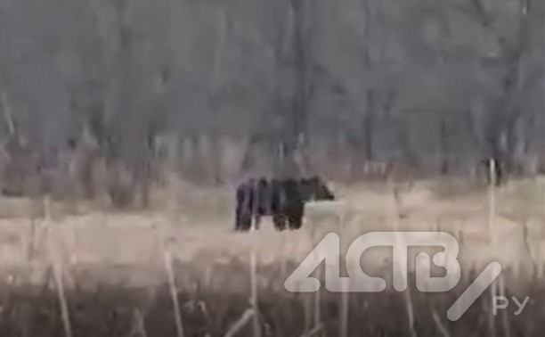 "Внимание!": многодетное медвежье семейство с мамой во главе заметили недалеко от "Генерала" 