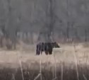 "Внимание!": многодетное медвежье семейство с мамой во главе заметили недалеко от "Генерала" 